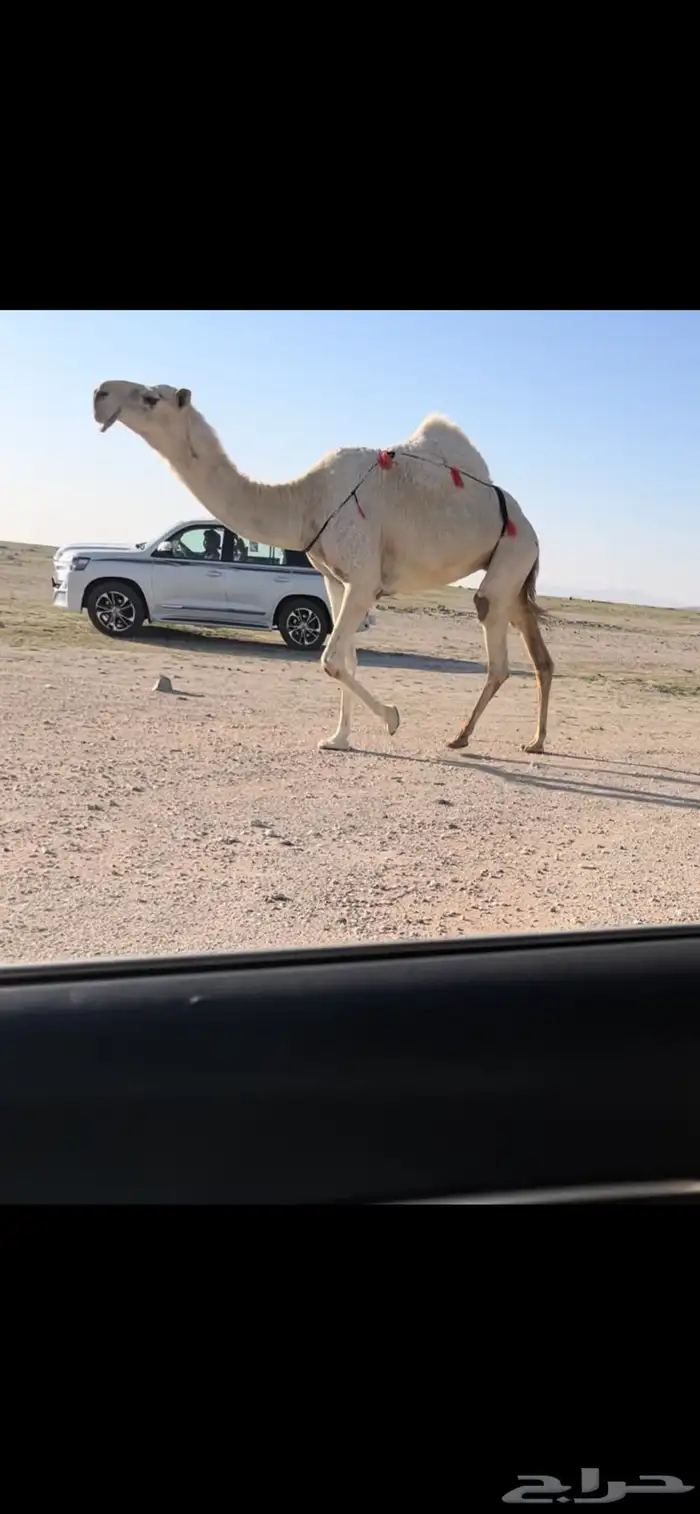 للبيع الثنيه خفوت علي جميع الشروط 0