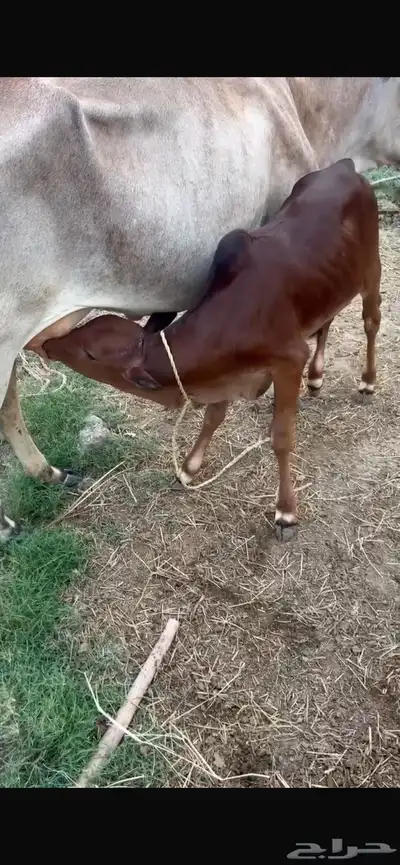 حسلان بلدي لبانيات 0