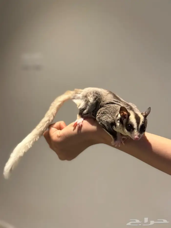 سنجاب الطائر اليف جدا 0