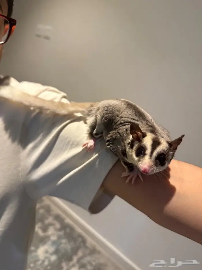 سنجاب الطائر اليف جدا 1