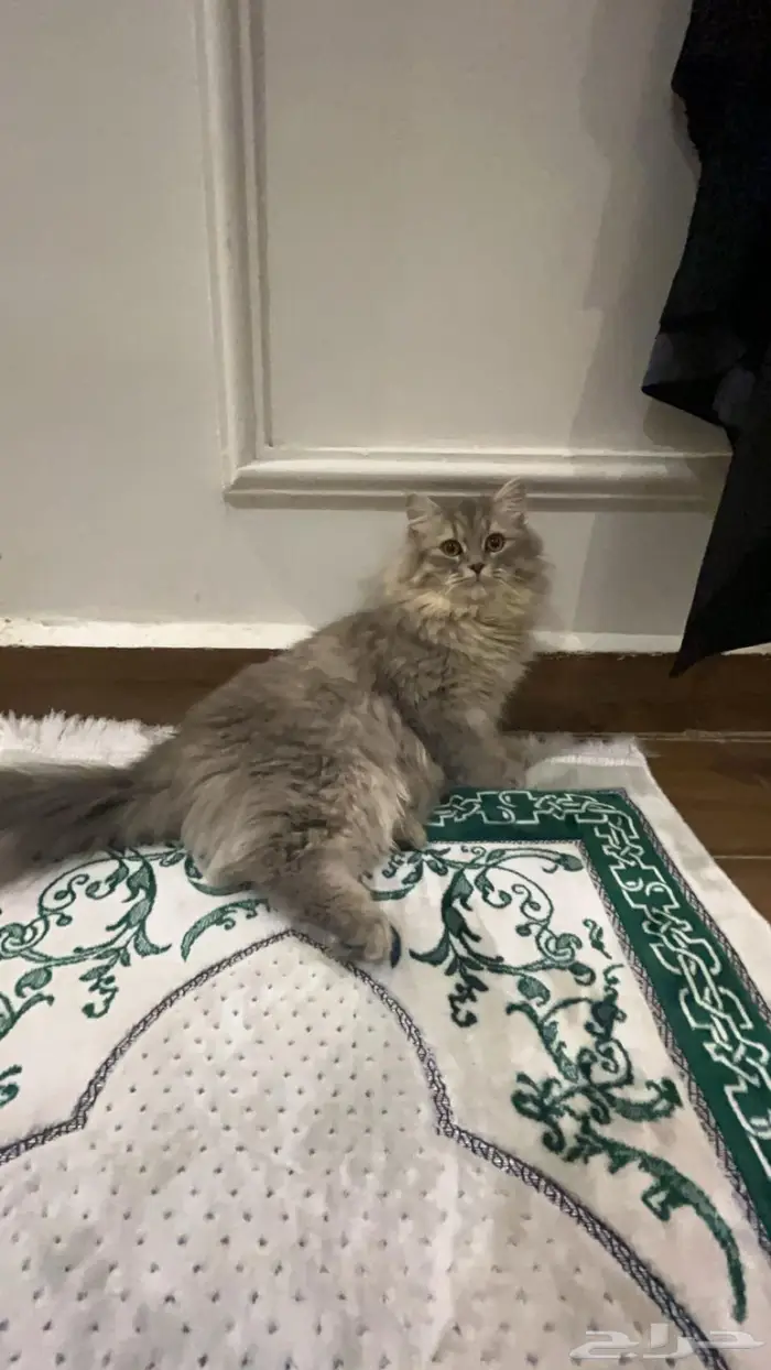قطط تزاوج 2