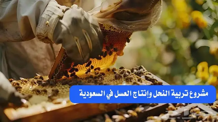 دراسة جدوى مشروع تربية النحل وانتاج العسل 0