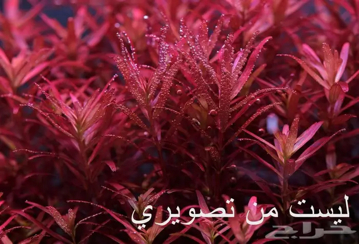 نبات Rotala Rotundifolia Blood red المائي 0