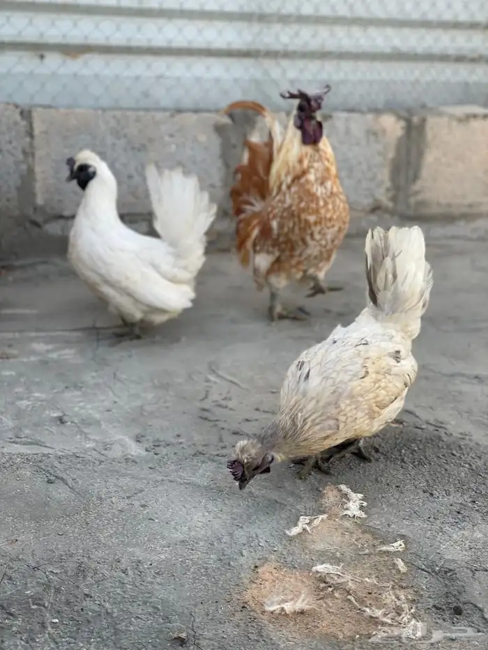 طقم حباحب أورانج وأبيض مستوى طيب 2