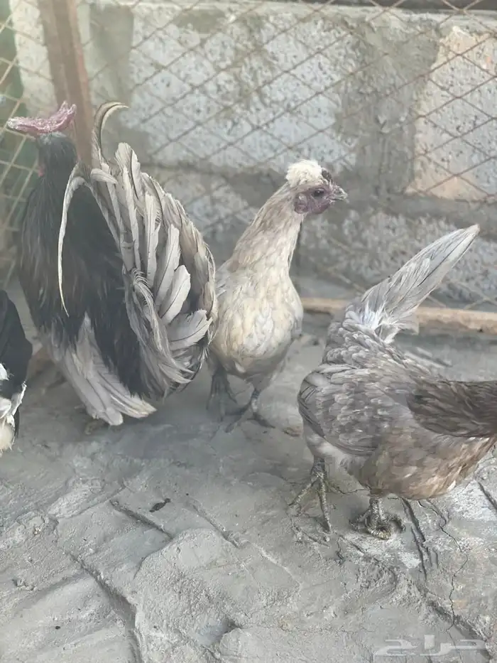 طقم حباحب لون رصاصي مستوى طيب 2
