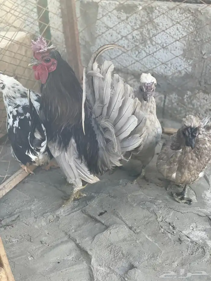 طقم حباحب لون رصاصي مستوى طيب 3
