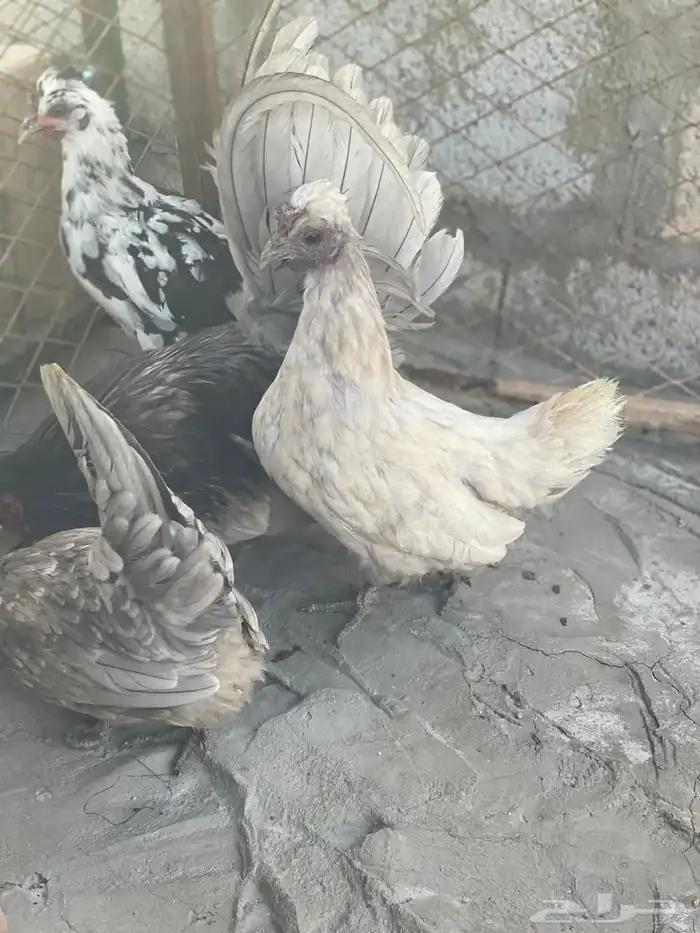 طقم حباحب لون رصاصي مستوى طيب 4
