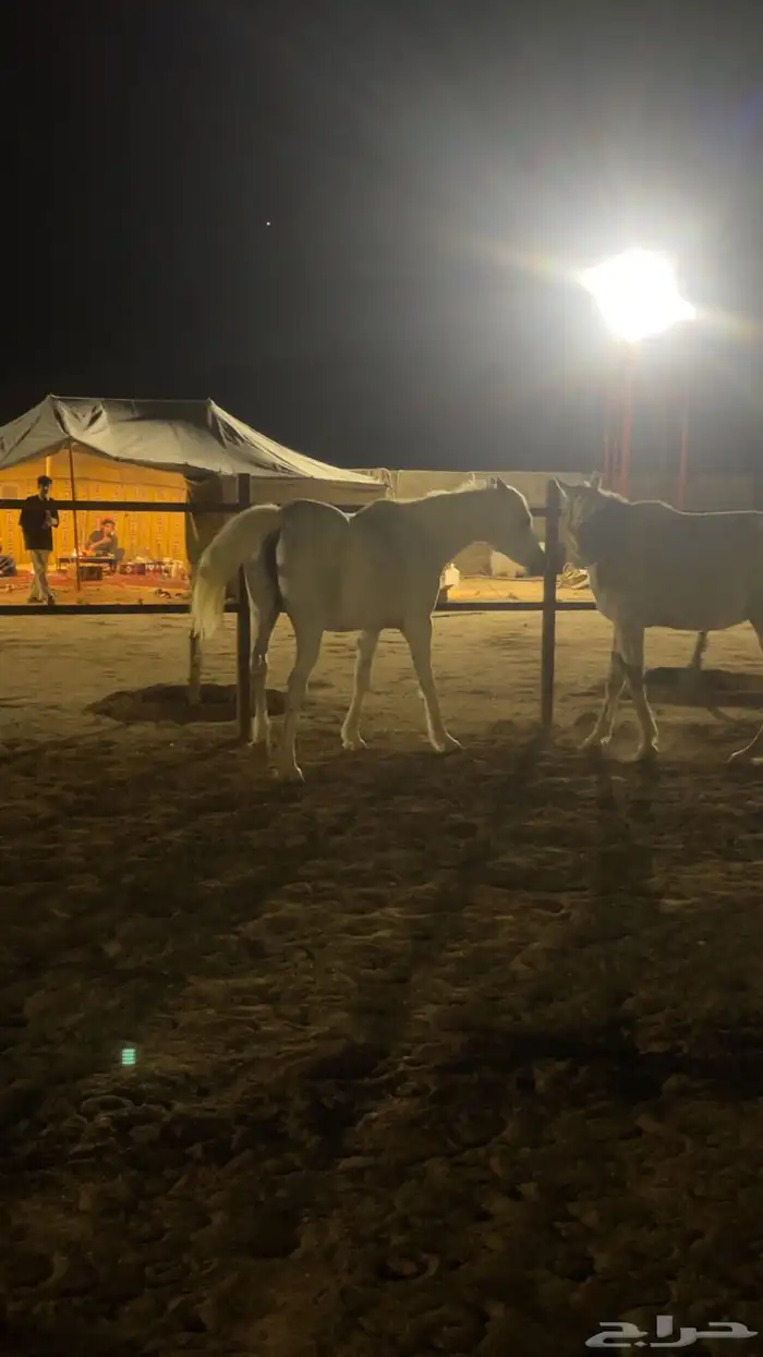 أيواء خيل ( الدوادمي ) 1