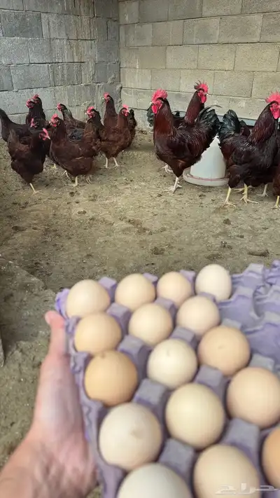 بيض دجاج فرنسي دبس صافي 0
