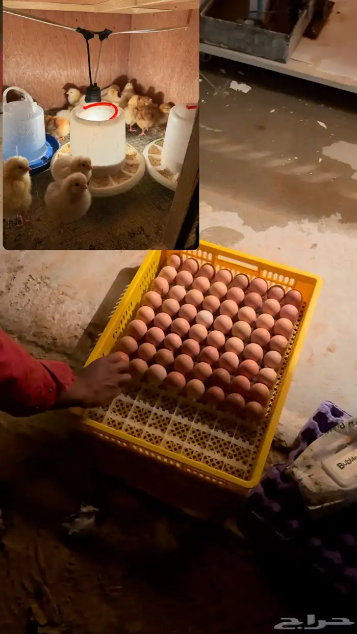 صوص  بيض دجاج لوهمان براون 6