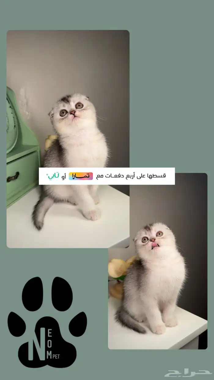 كيتن سكوتش فولد ستريت قطط للبيع الرياض القصيم الخرج شيرازي 1