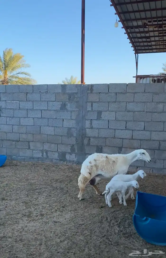 رغوث حرية متاومة تم البيع 4