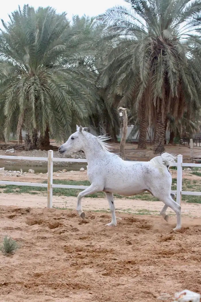 فرس واهو فاخره ولقاح 6 اشهر 0