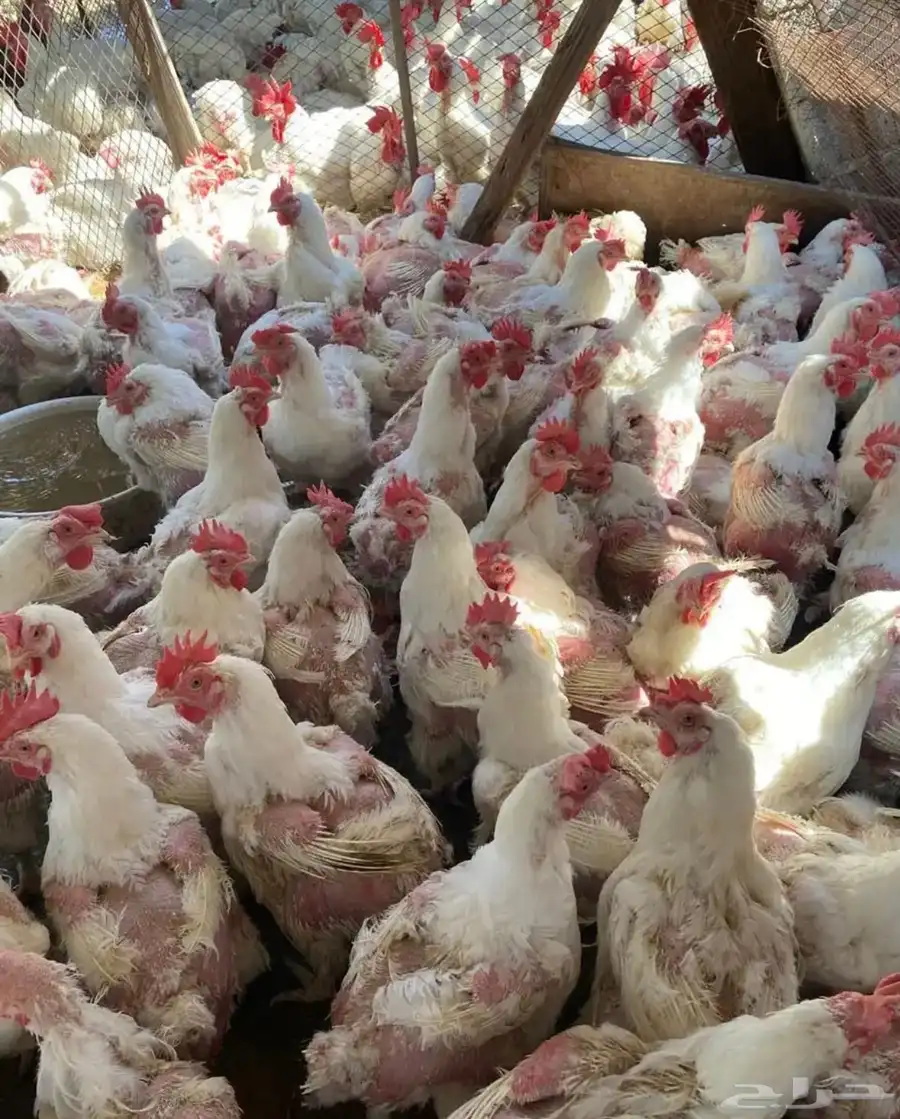 دجاج لاحم امهات 0