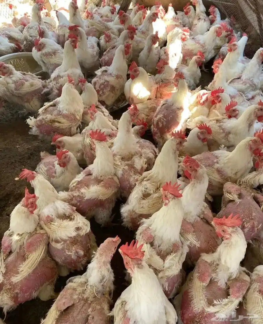 دجاج لاحم امهات 1