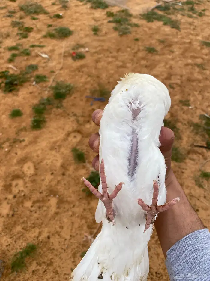 فروخ زغاليل فرنسي 0