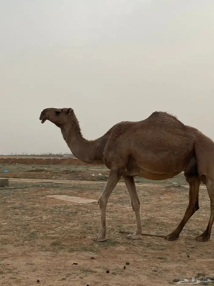 للبيع ناقه خلفه ( منيحه ) (تم البيع ) 1