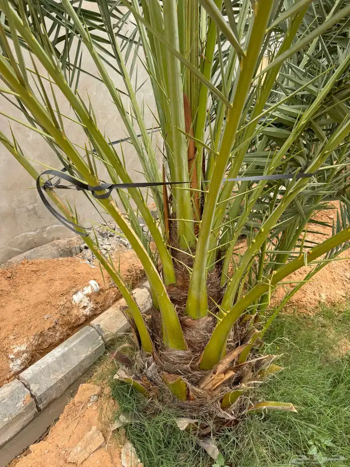 نخل للبيع عدد 15 سكري إخلاص برحي 1