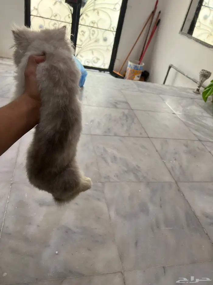 بكي فيس 2