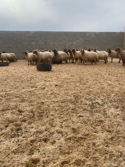 غنم دفيع شرط 0