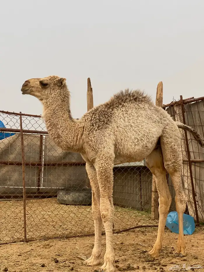 للبيع ناقه خلفه ( منيحه ) (تم البيع ) 2
