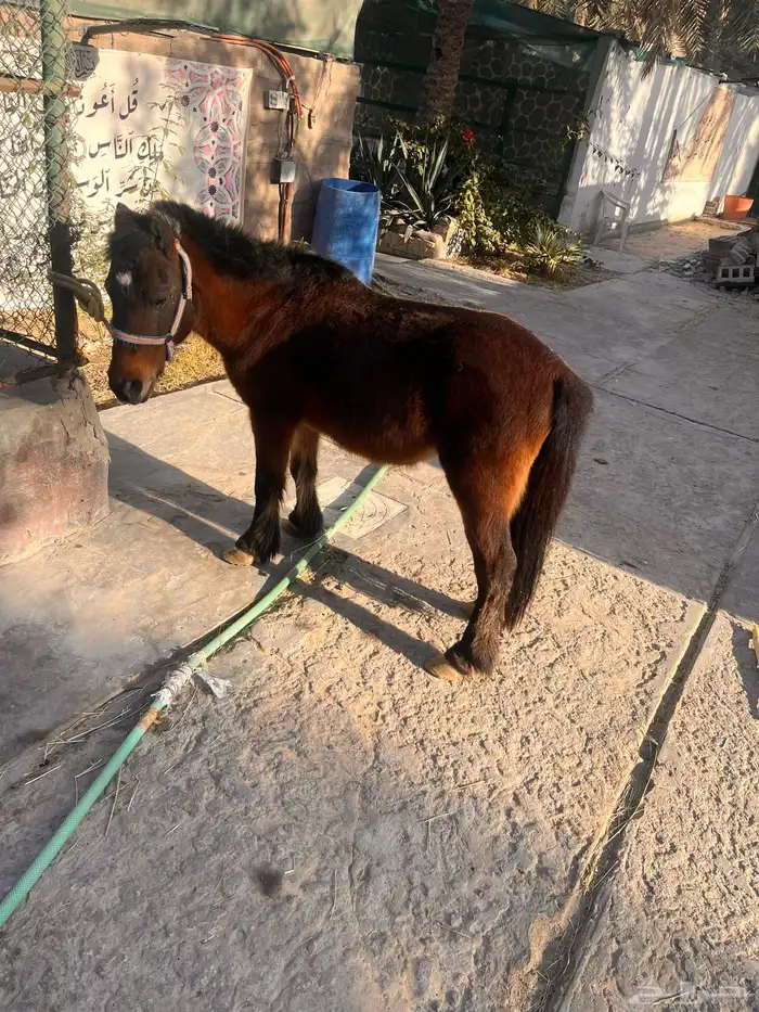 حصان خيل سيسي 1