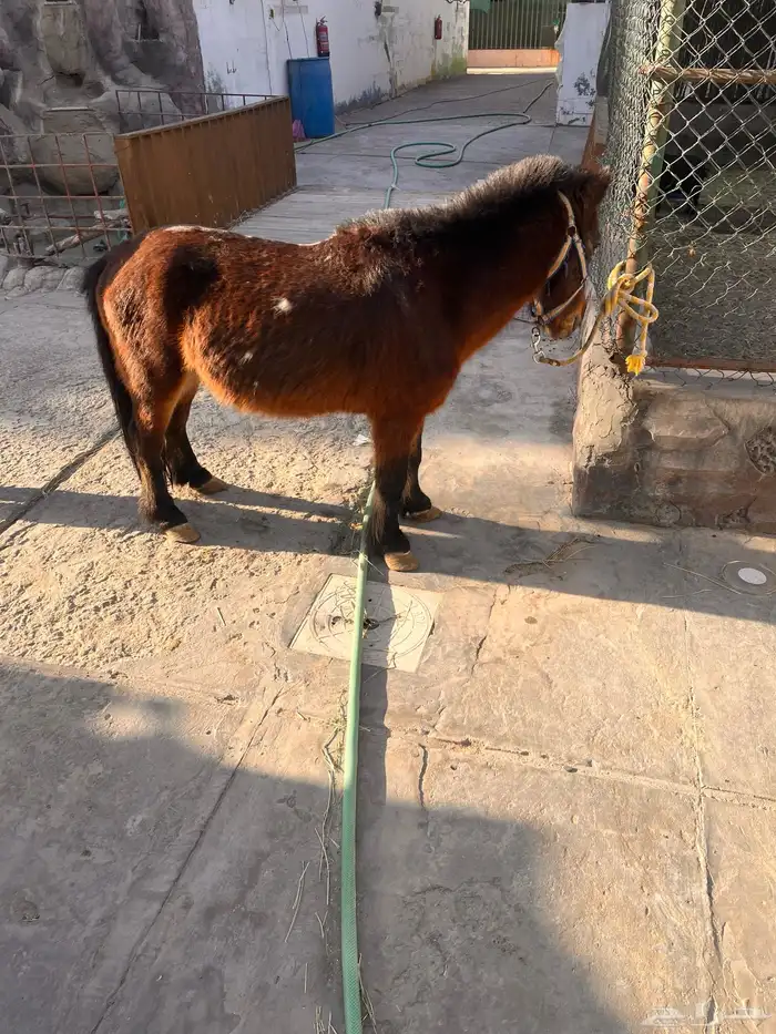حصان خيل سيسي 4