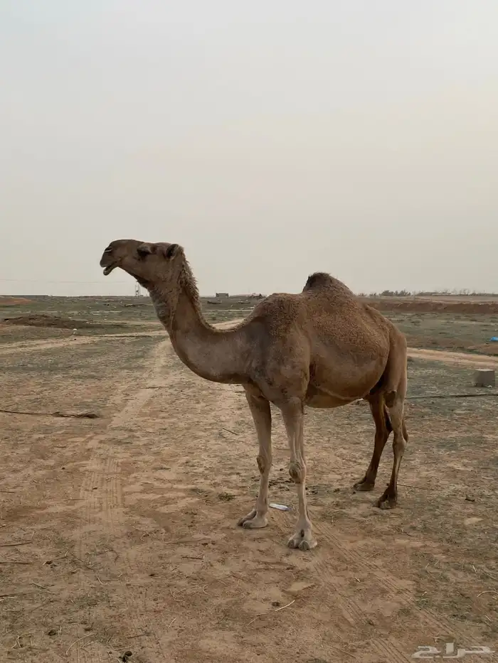 للبيع ناقه خلفه ( منيحه ) (تم البيع ) 0