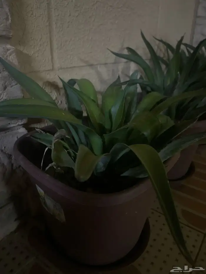 شجر صبار زينه طبيعي للبيع 0