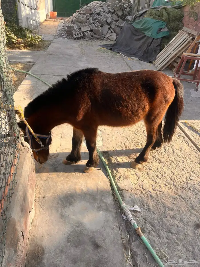 حصان خيل سيسي 0