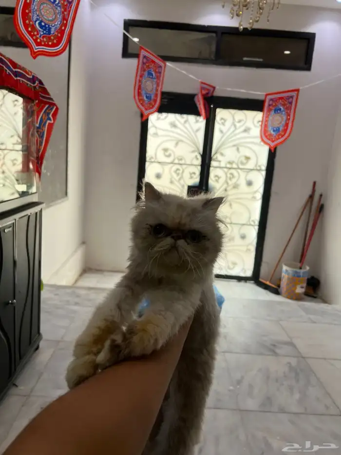 بكي فيس 0