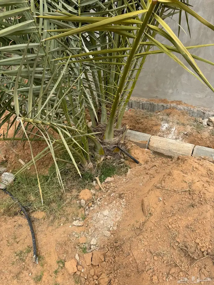 نخل للبيع عدد 15 سكري إخلاص برحي 0