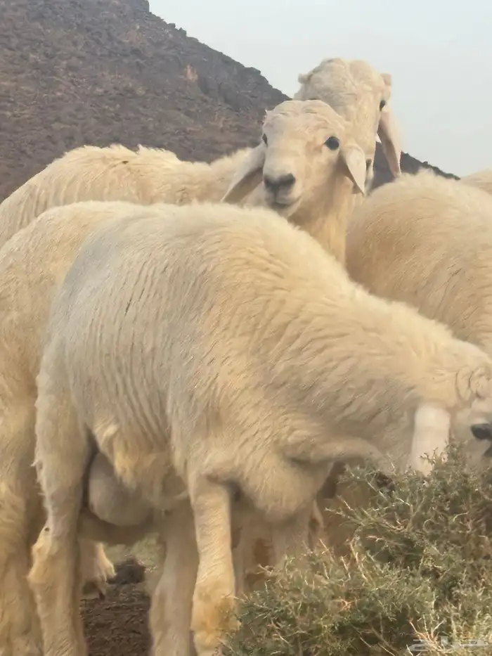 للبيع طليان حريه حرش طيبه بالحيل 0