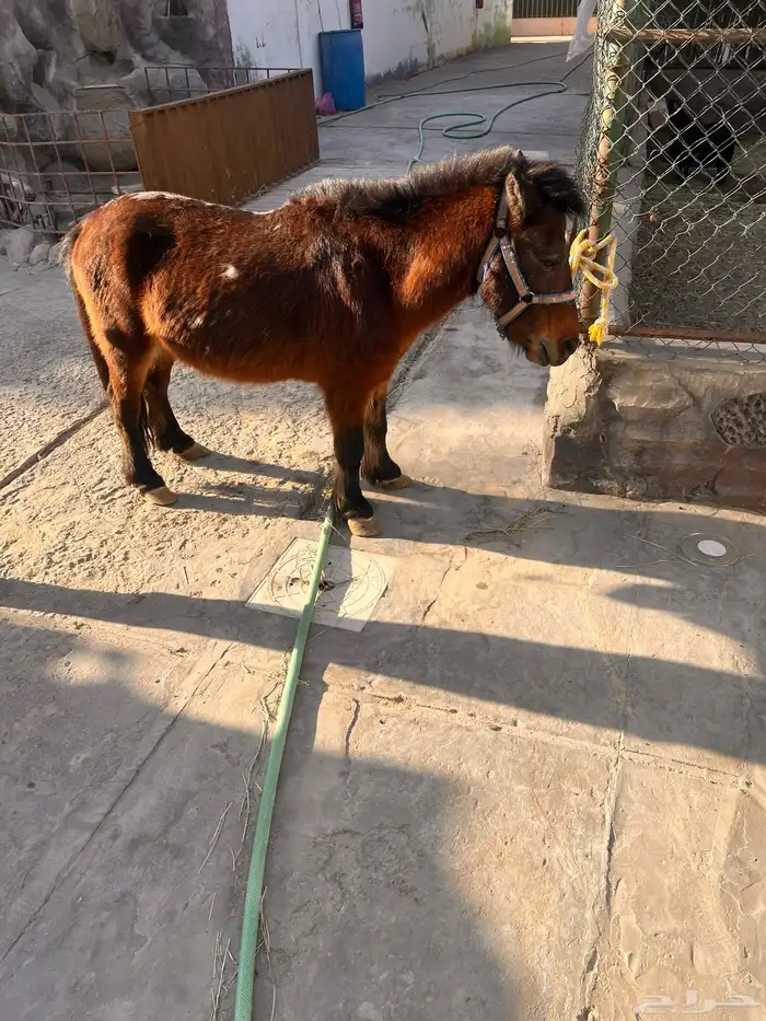 حصان خيل سيسي 3