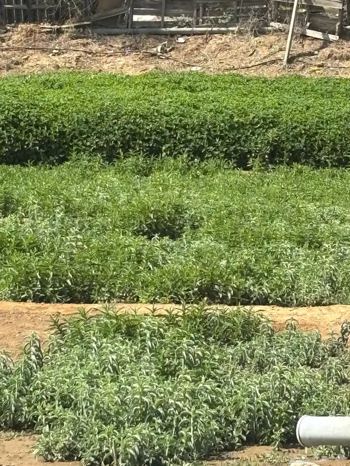نعناع وحبق 0