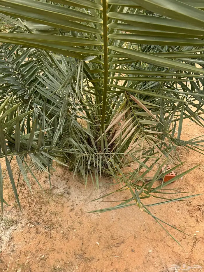 نخل للبيع عدد 15 سكري إخلاص برحي 2