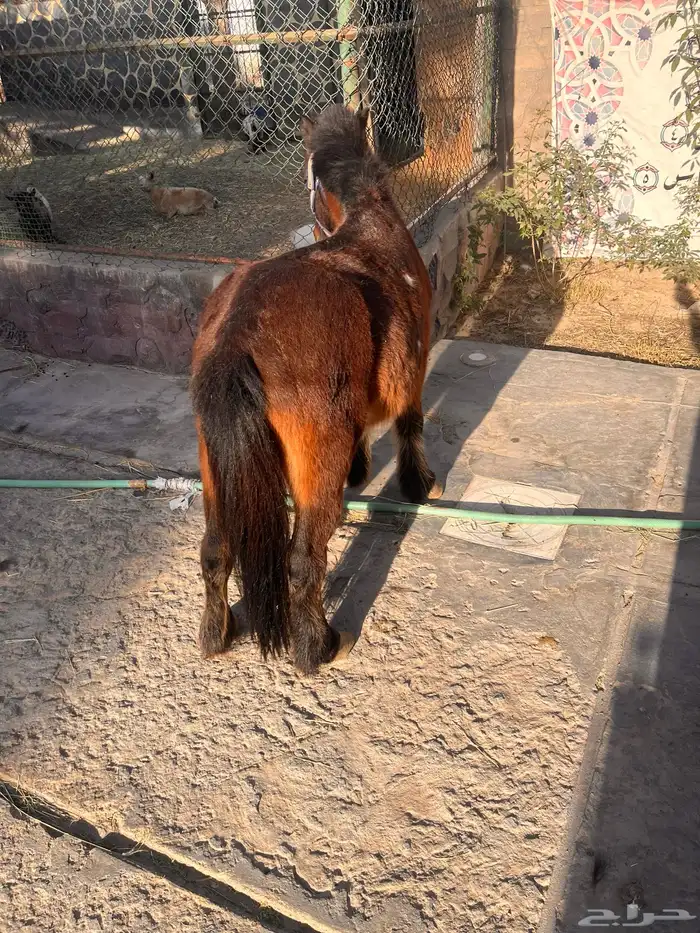 حصان خيل سيسي 2