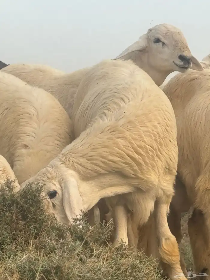 للبيع طليان حريه حرش طيبه بالحيل 1
