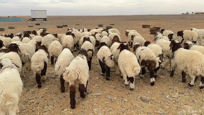 120 ذبايح نعيم كلها تضحي 6
