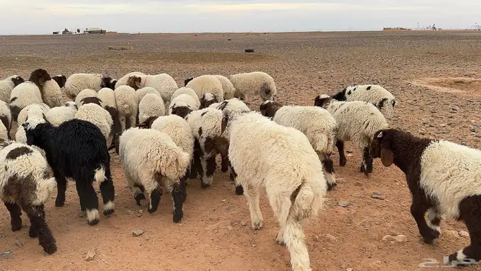 120 ذبايح نعيم كلها تضحي 3
