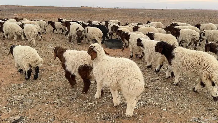 120 ذبايح نعيم كلها تضحي 4