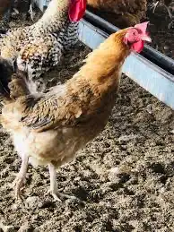 دجاج بلدي للبيع بالجملة 0