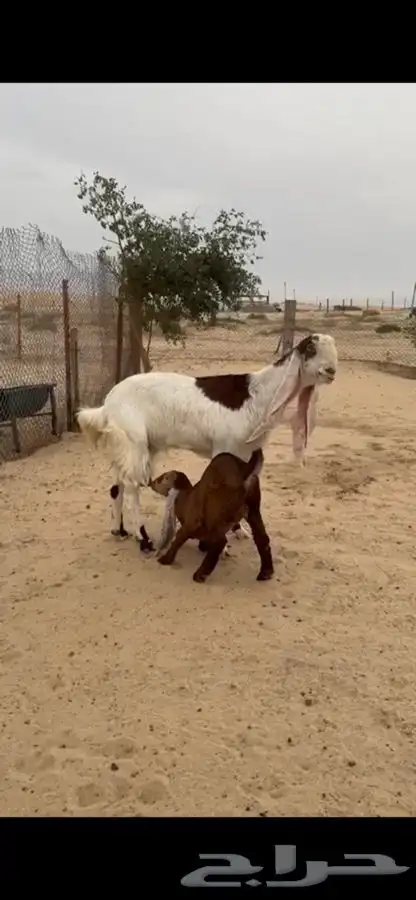 عنز 0