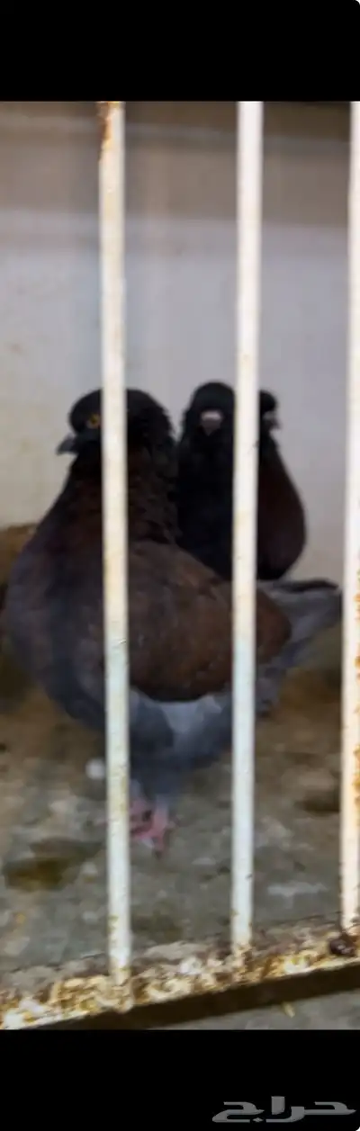 حمام كنق و مودينا 23