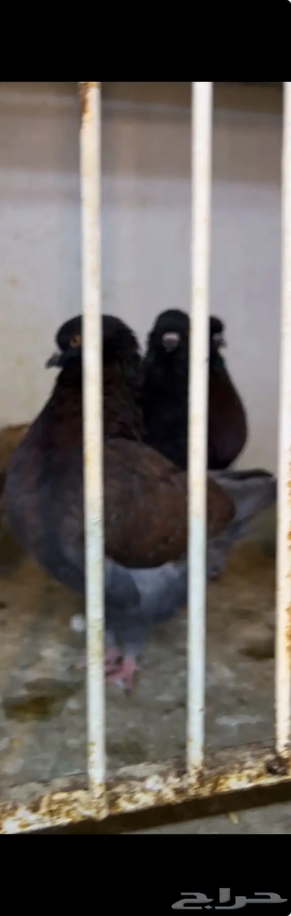 حمام كنق و مودينا 23