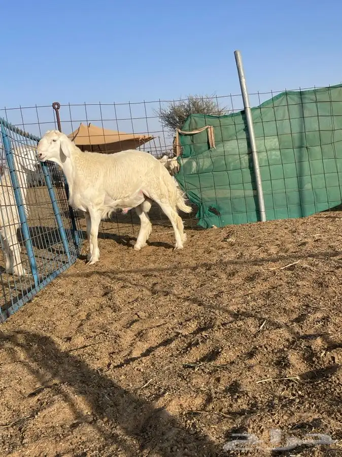 مشروع فحل حري كفو تم البيع 5