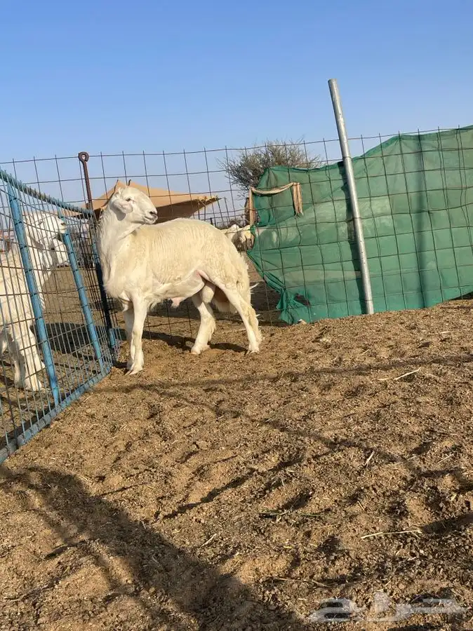 مشروع فحل حري كفو تم البيع 4
