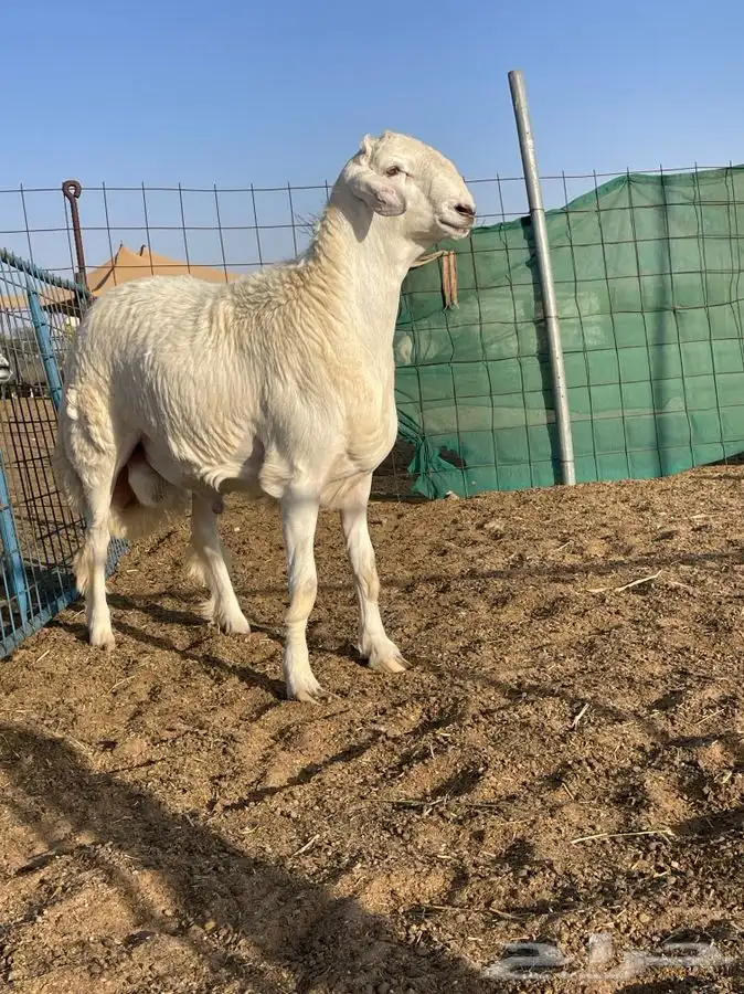مشروع فحل حري كفو تم البيع 7