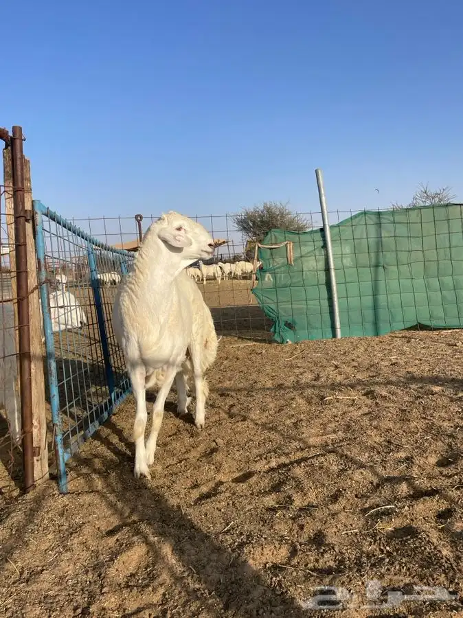 مشروع فحل حري كفو تم البيع 6