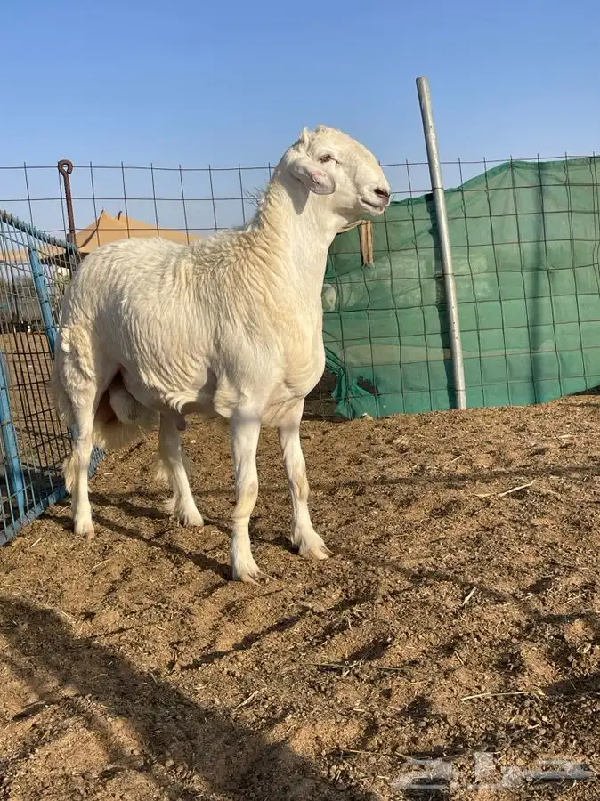 مشروع فحل حري كفو تم البيع 2